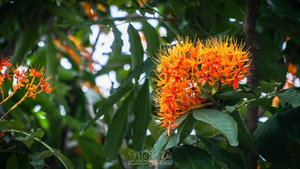 Ở Việt Nam, cây hoa vàng anh còn được gọi là cây vô ưu, là cây đặc trưng của Đạo Phật, nhiều nhà khoa học cho rằng cây có nguồn gốc từ Ấn Độ và Malaysia, tiếng Ấn gọi là Ashok, tiếng Phạn có nghĩa là Ashoka (có nghĩa là không phiền muộn) và cũng từ đó mà cây có tên gọi theo tiếng anh là Ashoca tree