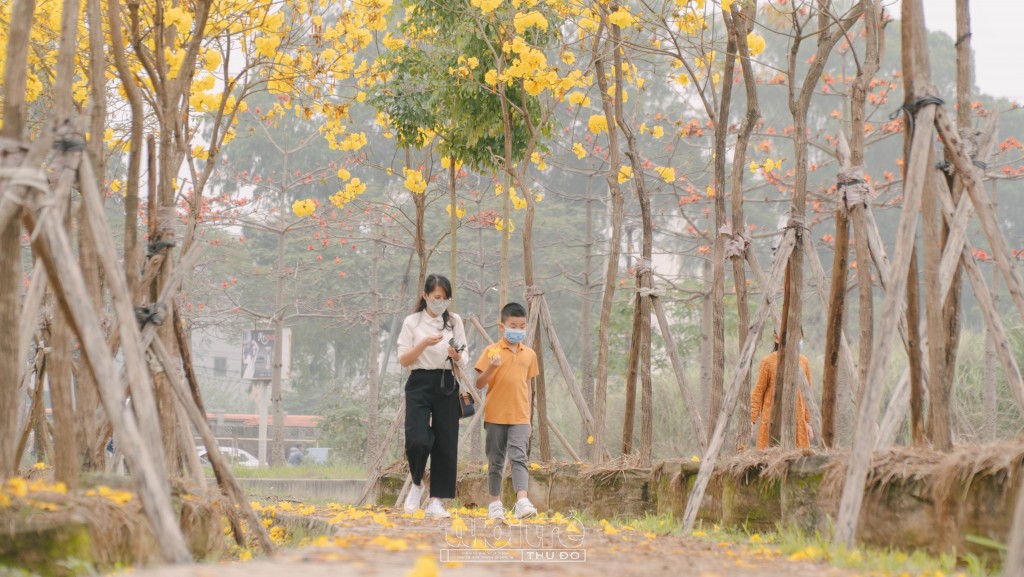 Những bông hoa phong linh rụng xuống tạo thành con đường trải thảm vàng thơ mộng