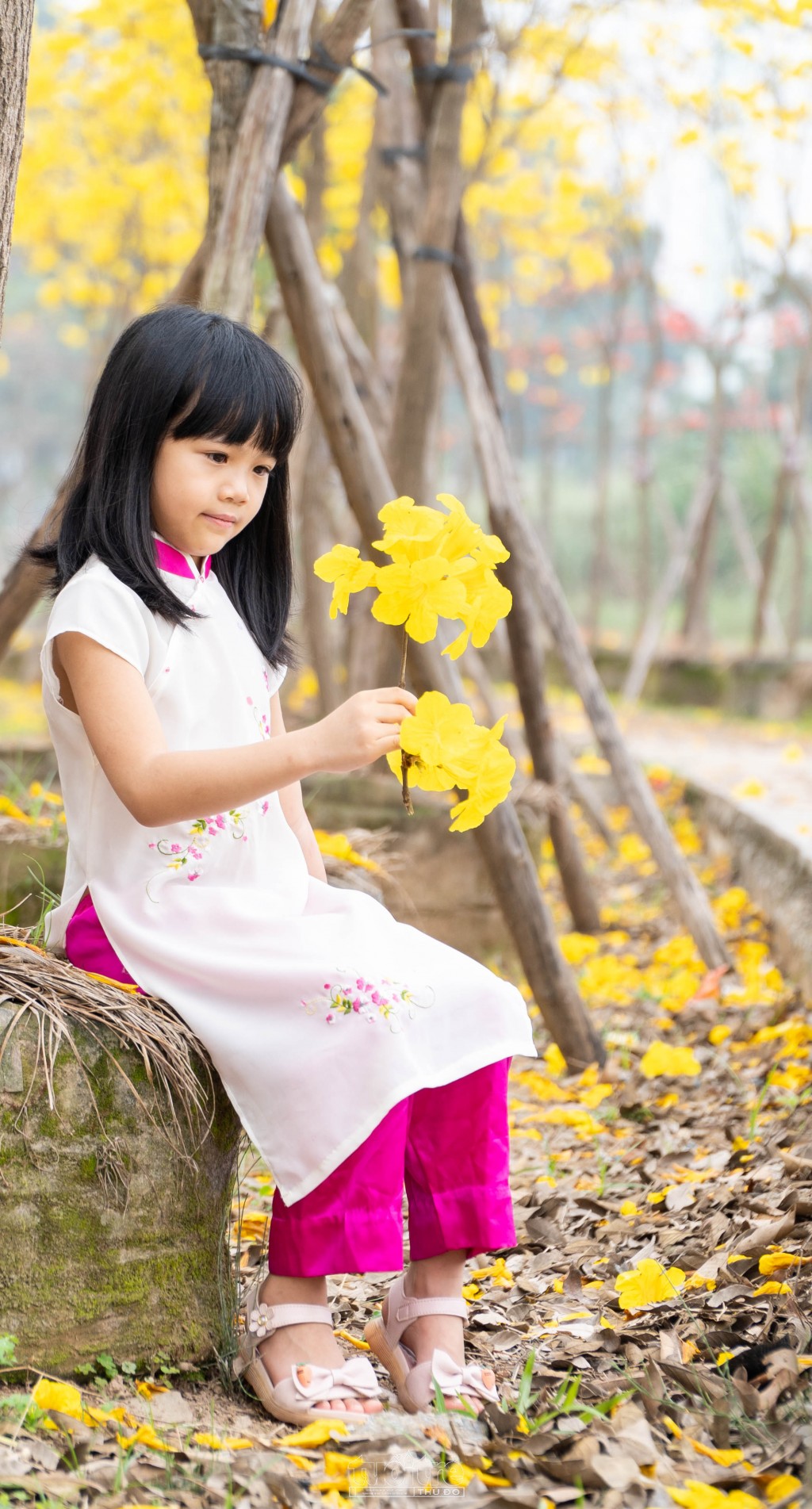 Bé Hoài Anh thích thú khi được bố mẹ cho đi chụp ảnh trên con đường hoa ngập sắc vàng Bé Hoài Anh thích thú khi được bố mẹ cho đi chụp ảnh trên con đường hoa ngập sắc vàng