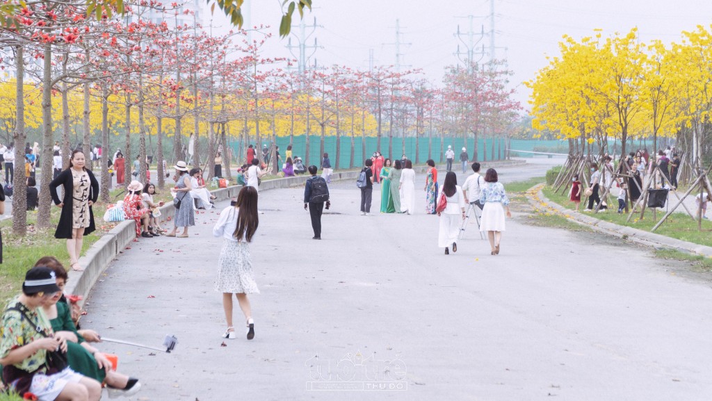 Đoạn đường dài khoảng 400m vàng rực sắc hoa phong linh đang thu hút nhiều chị em Đoạn đường dài khoảng 400m vàng rực sắc hoa phong linh đang thu hút nhiều chị em