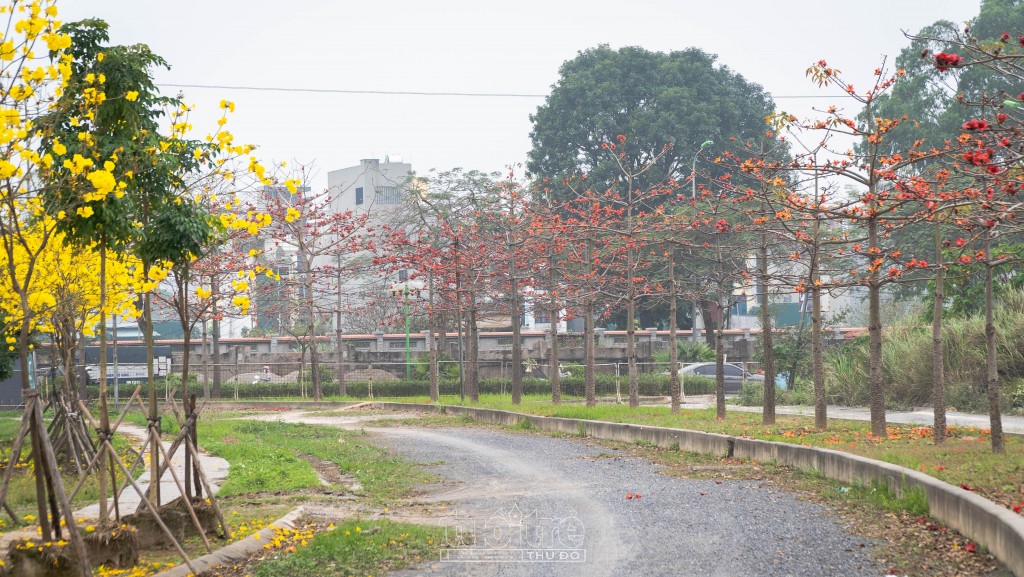 Tháng Ba cũng là tháng của trăm hoa đua nở, mang đến cho Hà Nội mội khung cảnh tràn ngập sắc màu Tháng Ba cũng là tháng của trăm hoa đua nở, mang đến cho Hà Nội mội khung cảnh tràn ngập sắc màu