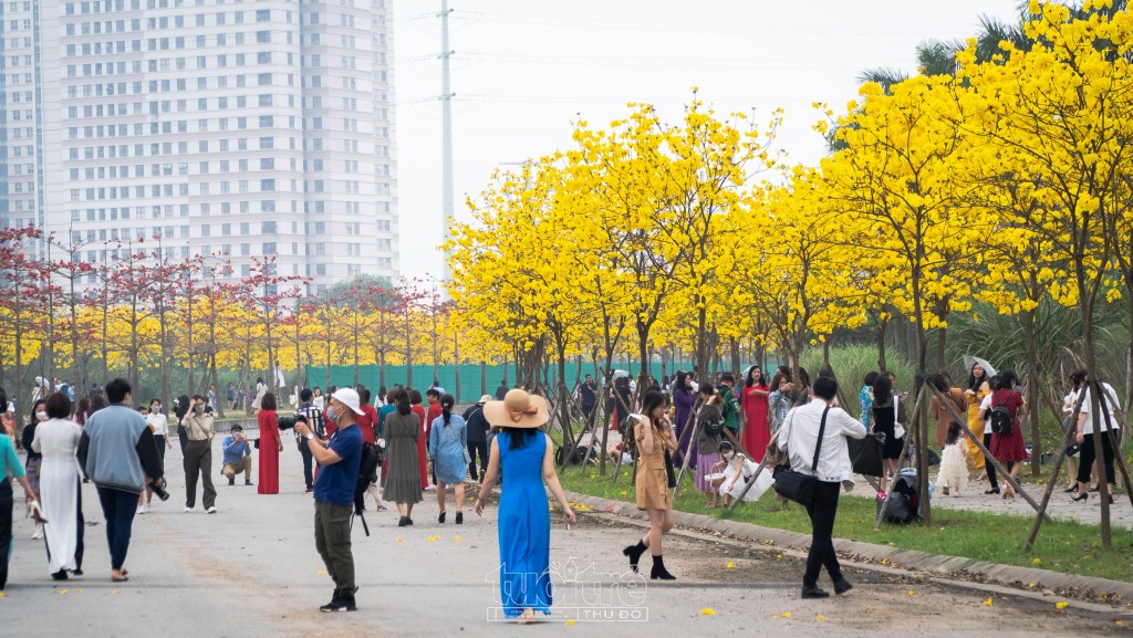 Đến với đường hoa phong linh ở Hà Đông thời điểm này, du khách sẽ tận mắt ngắm nhìn con phố ngập tràn sắc hoa vàng rực đẹp như bức tranh mùa thu