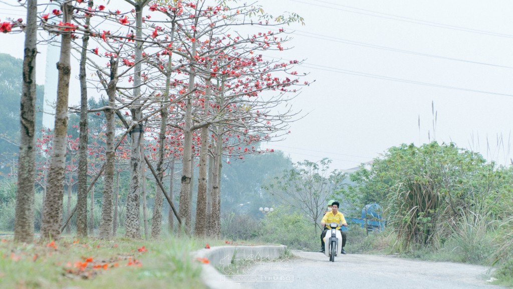 Tại nơi đây, không chỉ có hoa phong linh mà hoa gạo cũng đang đua nở tạo nên sắc vàng, sắc đỏ độc đáo