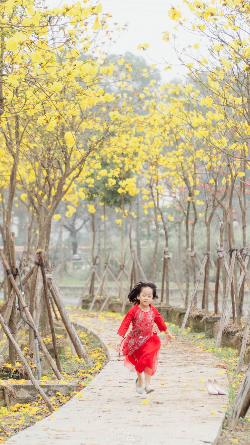 Nếu được trồng ở môi trường thích hợp và được chăm sóc kỹ lưỡng cây sẽ ra hoa rực rỡ Nếu được trồng ở môi trường thích hợp và được chăm sóc kỹ lưỡng cây sẽ ra hoa rực rỡ