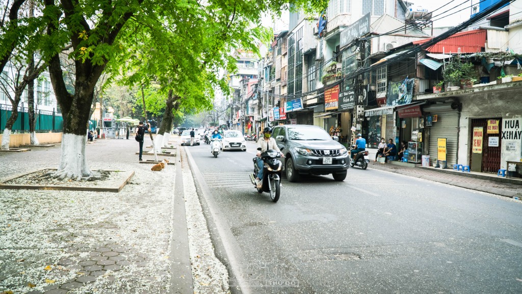 Ở Hà Nội có rất nhiều nơi trồng sưa. Nhiều nhất có lẽ là trên khu phố Phan Đình Phùng, Hoàng Hoa Thám, Phan Chu Trinh hay Giảng Võ, rồi đường Thanh Niên...