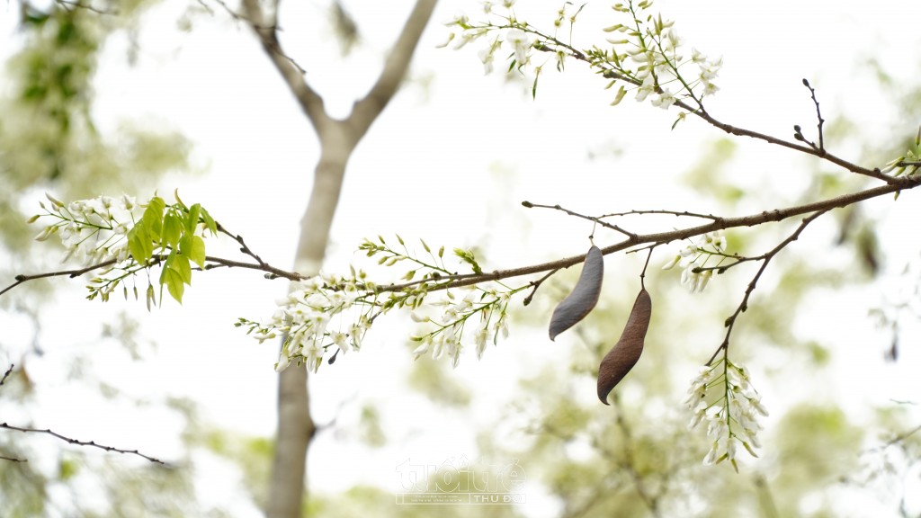 Hoa sưa nở rất nhanh, như một món quà bất ngờ không hẹn trước và rồi lại nhanh chóng rụng xuống nhường chỗ cho sắc lá xanh non