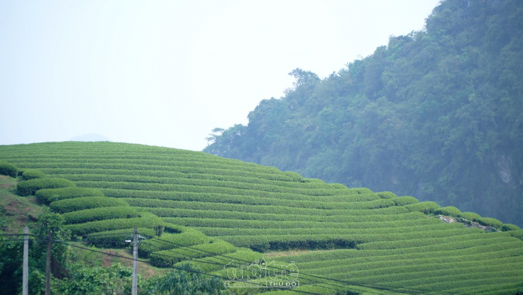 Đến Mộc Châu thời điểm này có thể dễ dàng bắt gặp những đồi chè xanh mướt mờ ảo trong sương sớm