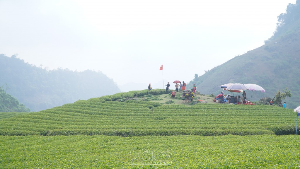 Đồi chè ở Mộc Châu trông có vẻ đơn giản nhưng lại có sức hấp dẫn lạ thường đối với du khách