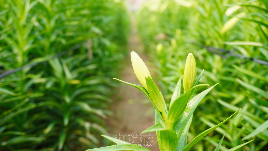 Đôi khi người yêu hoa chưa kịp ngỡ ngàng với màu trắng tinh khôi và hương thơm nhè nhẹ thoắt ẩn thoắt hiện khắp các con phố thì cái nắng gay gắt đã đến và mang hoa đi