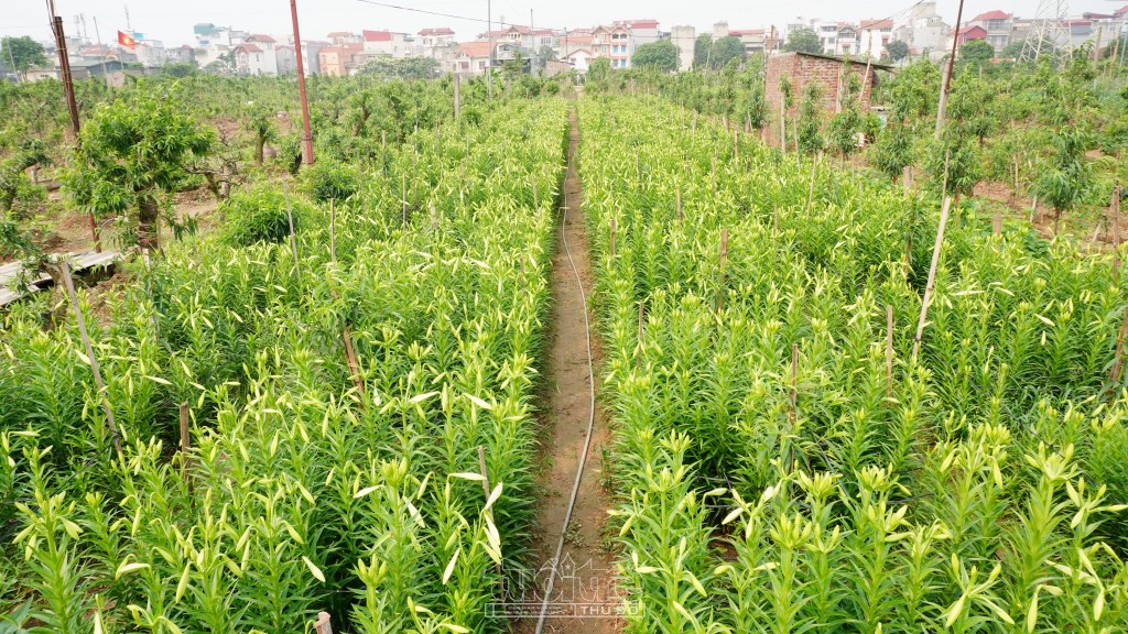 Mùa hoa loa kèn đến nhanh rồi đi cũng rất chóng, để lại trong lòng người những dư âm, vương vấn khôn nguôi