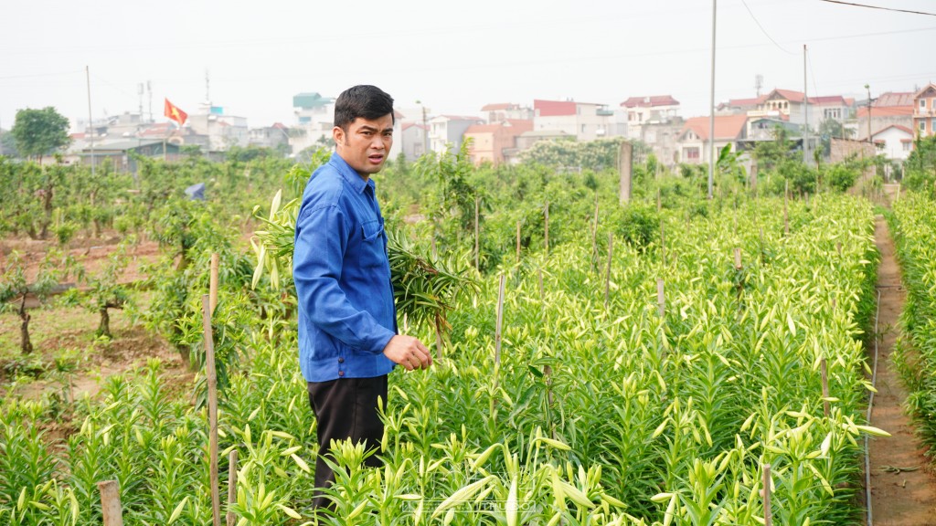 Người dân làng Nhật Tân tất bật thu hoạch hoa bán cho mối buôn hoặc đem ra chợ bán