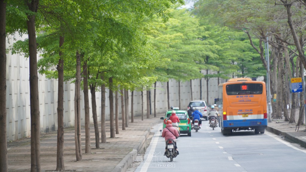 Hàng cây bàng lá nhỏ đã chuyển sắc xanh đầy sức sống