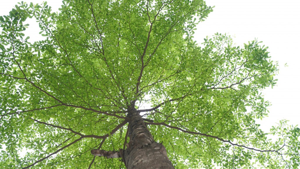 Bàng lá nhỏ (hay còn gọi là bàng Đài Loan) thuộc cây thân gỗ cỡ nhỡ, vỏ cây có màu nâu nhạt. Cây có thể cao 10 - 20 m, chiều cao vút ngọn 6 - 8 m
