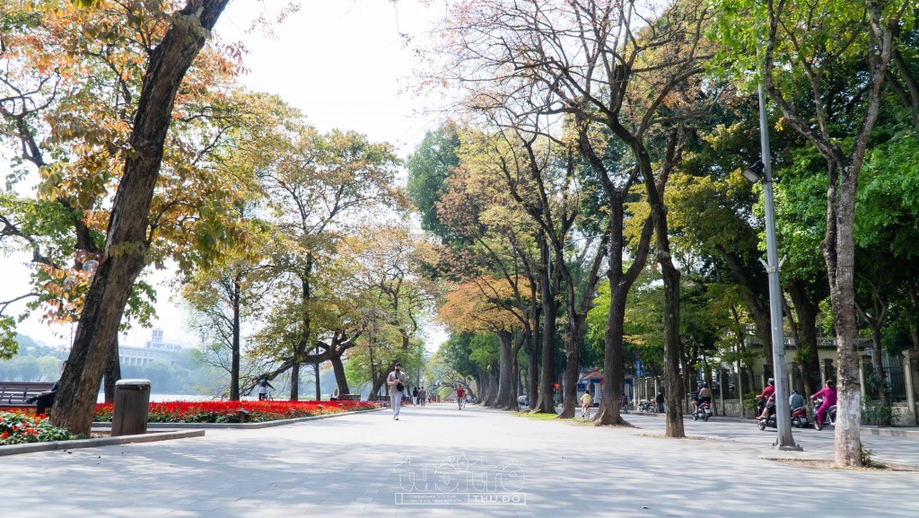 Những ngày này, bất cứ ai đi ngang qua Hồ Gươm cũng phải nán lại để ngắm nhìn vẻ đẹp lãng mạn như mùa thu Châu Âu khi những hàng cây đúng độ đổi màu lá từ xanh sang vàng và đỏ