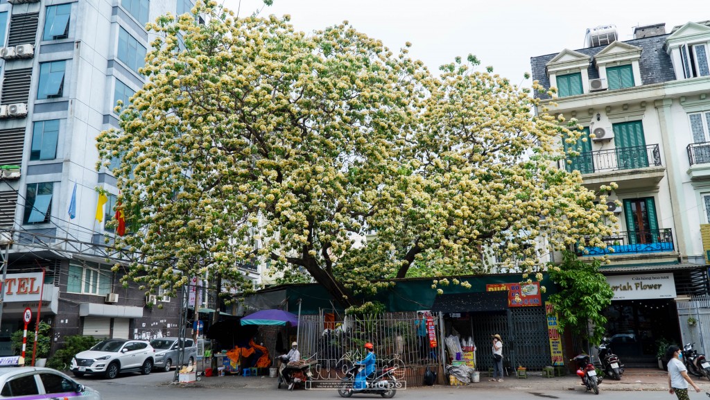 Cây hoa bún nằm giữa những tòa nhà hiện đại