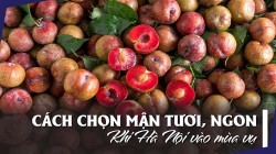 Cách chọn mận tươi, ngon khi Hà Nội vào mùa vụ