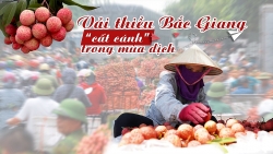 Bài 1: Để vải thiều Bắc Giang "cất cánh" trong mùa dịch