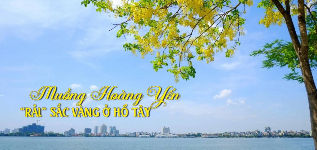 Muồng Hoàng Yến "rải" sắc vàng ở hồ Tây