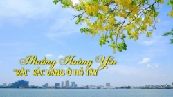 Muồng Hoàng Yến "rải" sắc vàng ở hồ Tây