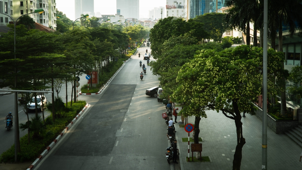 Hoa sữa Hà Nội giữa Lẽ ghét thương