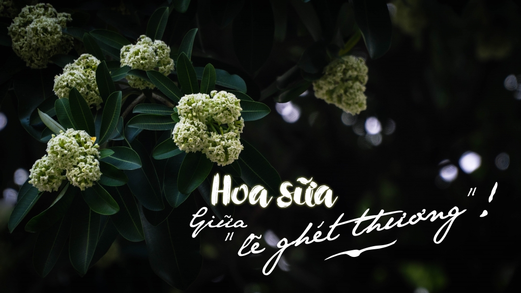 Hoa sữa Hà Nội giữa Lẽ ghét thương