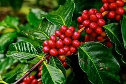 Giá cà phê hôm nay 4/12: Cà phê Arabica tăng giá, nông dân thấp thỏm thu hoạch vụ mùa