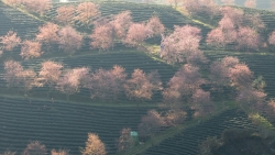 Triển lãm ảnh “Đất nước vào xuân”