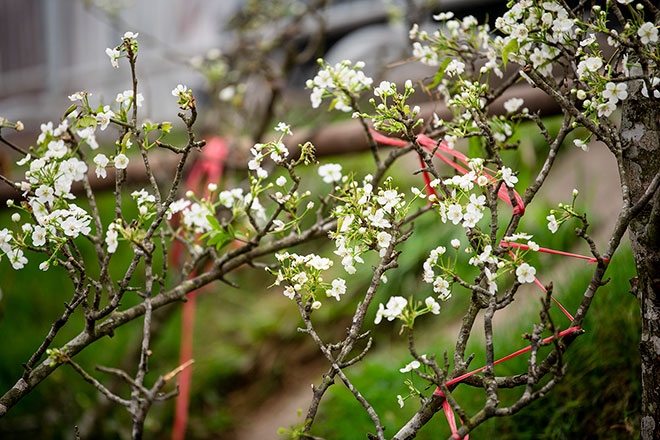 Thú chơi tao nhã của người Hà Nội trong “mùa xuân Covid”