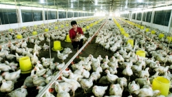 Bình Dương tập trung các nguồn lực đầu tư cho nông nghiệp