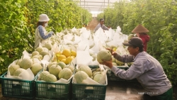 Ghé thăm nhà kính trồng dưa lưới của Unifarm