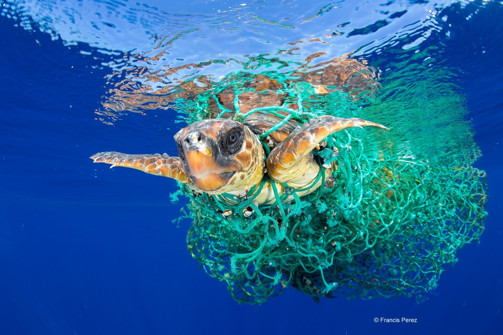 WWF Việt Nam cùng các nghệ sĩ chung tay kêu gọi giảm thiểu rác thải nhựa