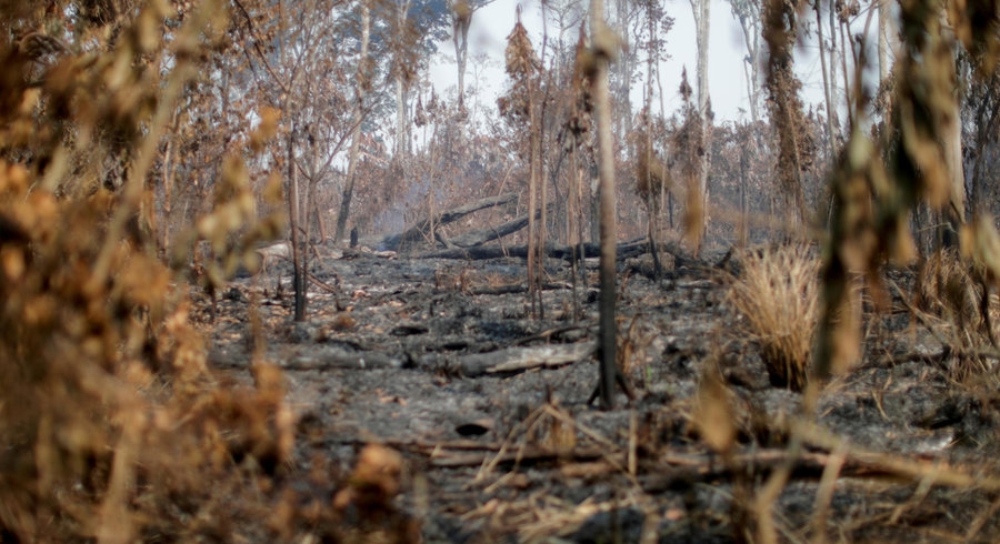 43 triệu hecta rừng bị mất trong thập kỷ qua (Ảnh: Reuters)