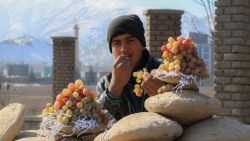 Cách người Afghanistan giữ nho tươi trong sáu tháng