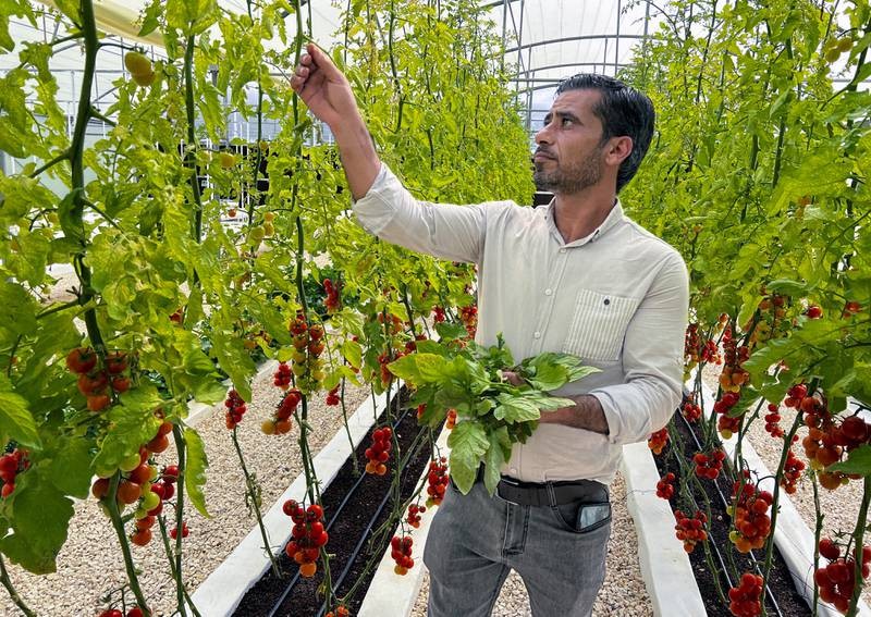 Anh Bahjat Sawalmeh cắt lá cà chua trồng bằng khí canh tại trang trại (Ảnh: Reuters)