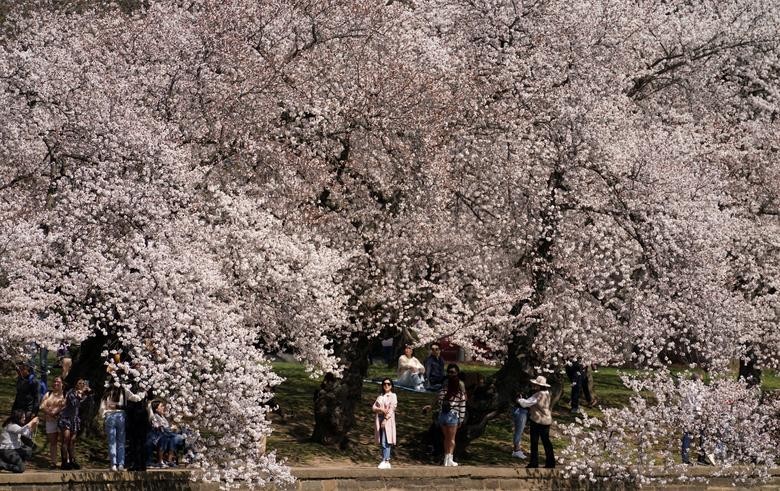 Lễ hội hoa anh đào ở thủ đô Washington D.C năm nay kéo dài từ ngày 20/3 - 17/4 (Ảnh: Reuters)