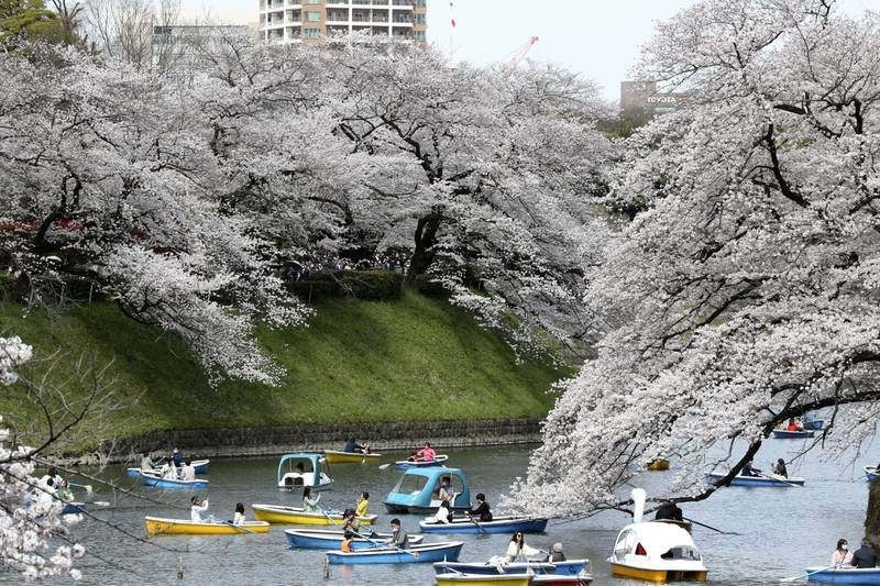 Hoa anh đào nở rộ bên dòng kênh Chidorigafuchi đoạn chảy qua Cung điện Hoàng gia ở Thủ đô Tokyo. Ảnh: AP