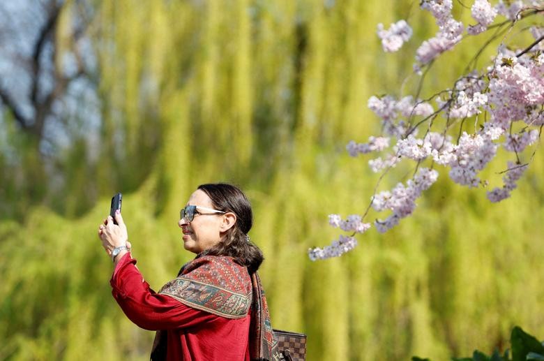  Một phụ nữ chụp ảnh selfie với hoa anh đào ở Công viên St James, London, Anh (Ảnh: Reuters)