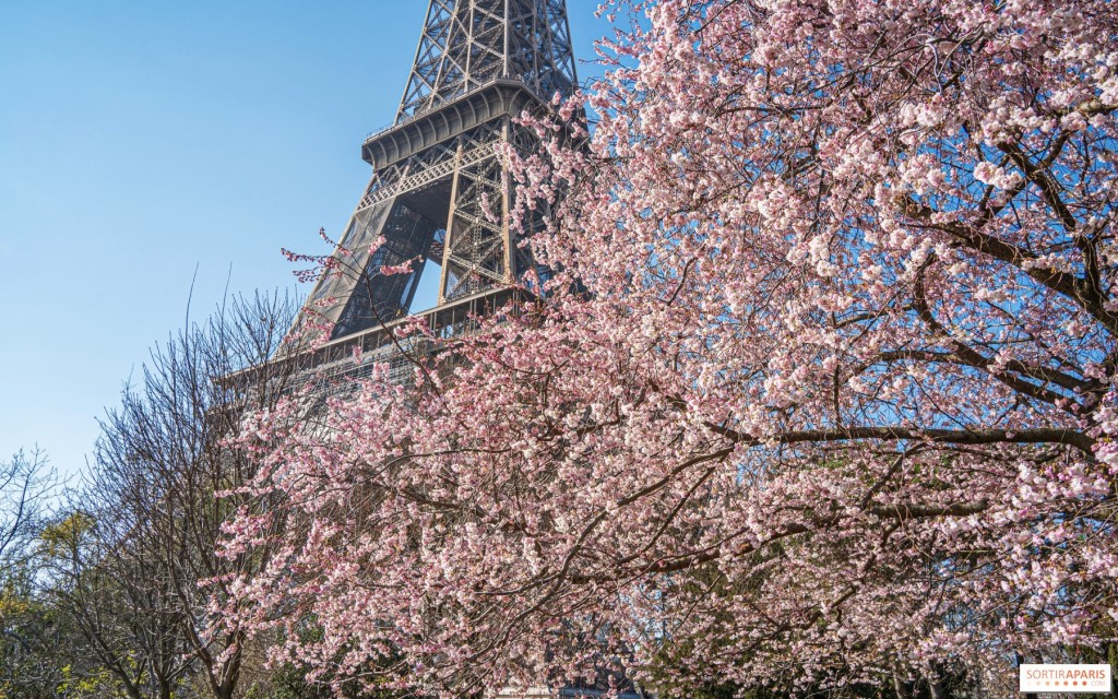  Hoa anh đào nở dưới chân tháp Eiffel ở Paris (Pháp) (Ảnh: My B/Sortiraparis)