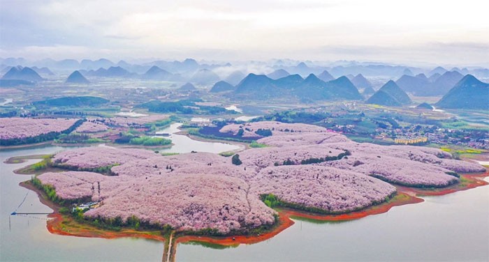 Tại khu vườn phía Tây nam Trung Quốc, hoa anh đào cũng đang nở rộ (Ảnh: Xinhua)