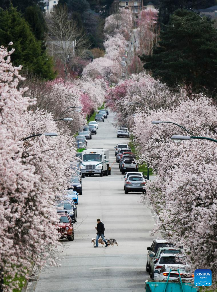 Hoa anh đào cũng nở bung ở Vancouver, British Columbia, Canada (Ảnh: Xinhua)