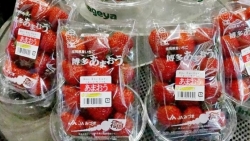 Tin tức thế giới 6/5: Nhật Bản cấm mang hạt giống cây trồng, cây giống ra nước ngoài