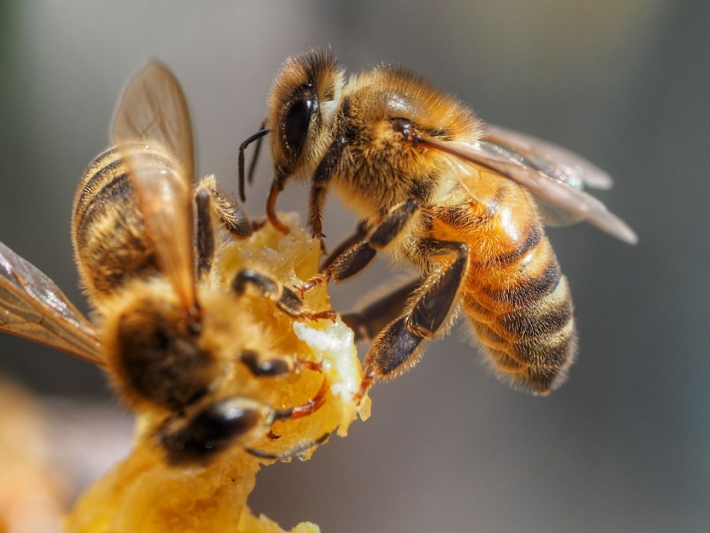 Hà Lan huấn luyện ong phát hiện virus SAR-CoV-2 (Ảnh: Getty)