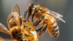 Tin tức thế giới 8/5: Hà Lan huấn luyện ong phát hiện virus SARS-CoV-2