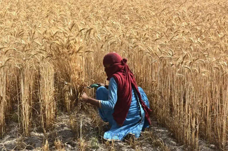 Đợt nắng nóng kỷ lục ở Ấn Độ ảnh hưởng tới hàng trăm triệu người và vụ thu hoạch lúa mỳ sắp tới (Ảnh: Hindustan Times)
