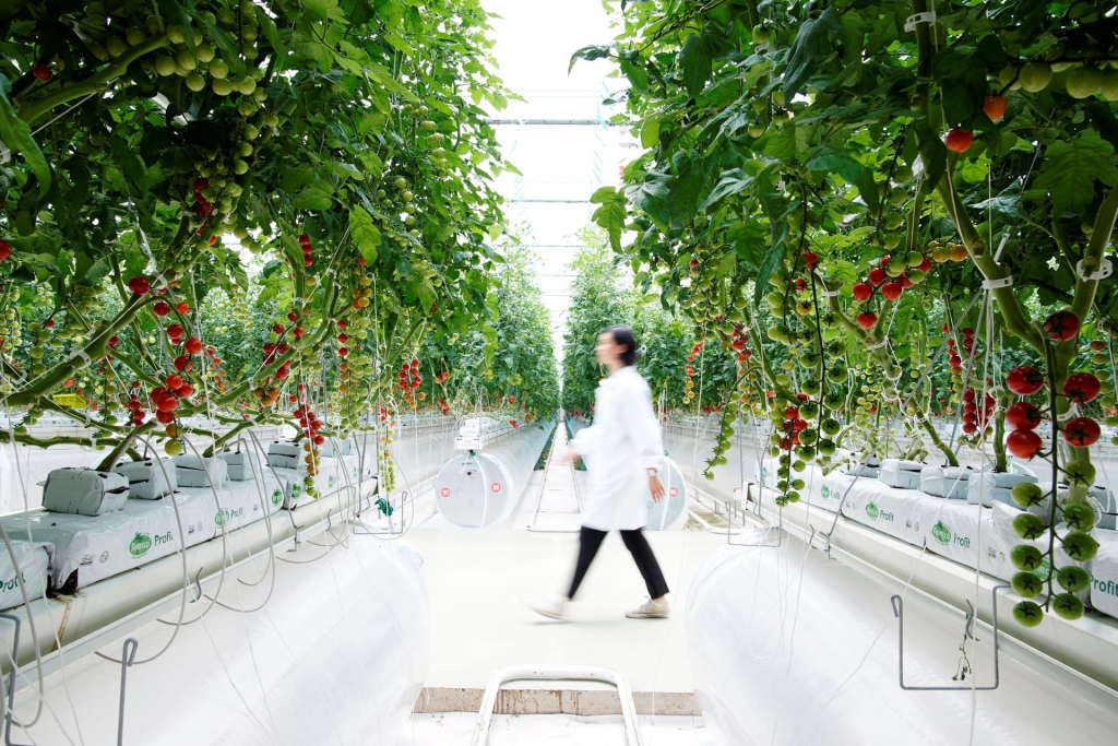 Cà chua được trồng trong nhà kính ở Thượng Hải (Ảnh: Reuters)