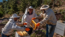 Những chú ong giúp trị liệu tâm thần trên đảo Hy Lạp