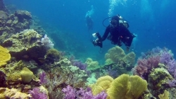 Tin tức thế giới 6/8: Thái Lan cấm sử dụng kem chống nắng gây hại cho san hô