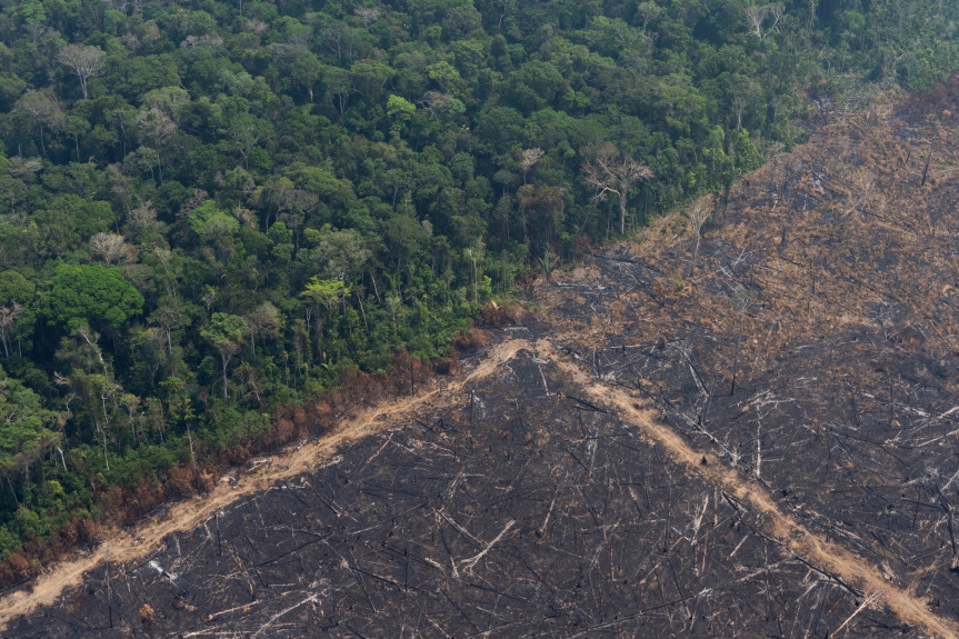 Rừng Amazon bị tàn phá nghiêm trọng (Ảnh: AFP)