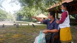 Bali: Vắng bóng khách du lịch, đàn khỉ “đột nhập” nhà dân