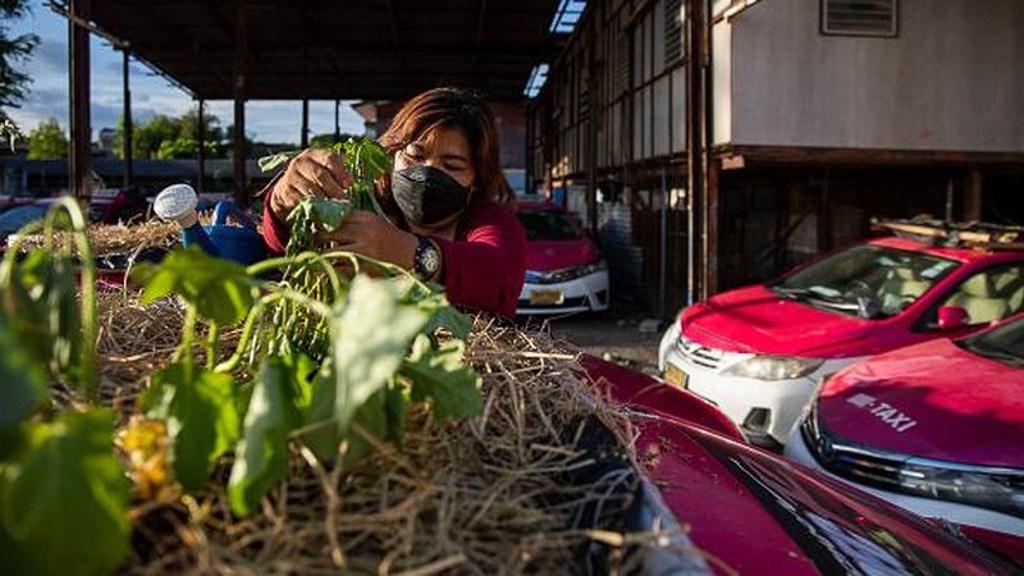 Nóc xe taxi thành trang trại trồng rau ở Thái Lan (Ảnh: The Standard)